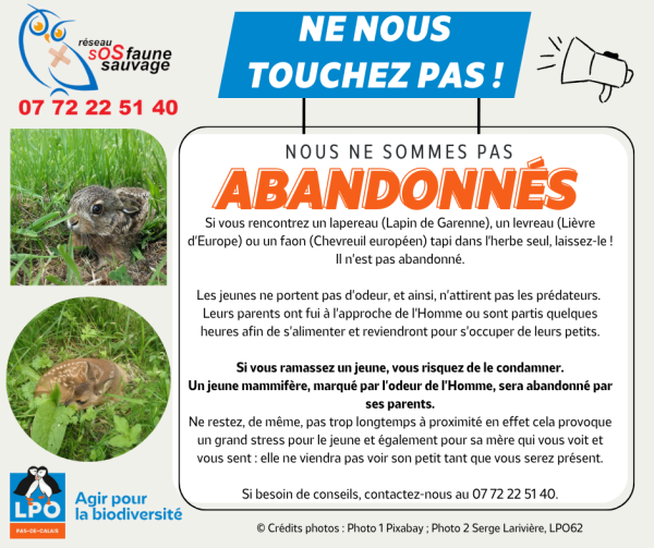 Ne touchez pas les jeunes mammifère
